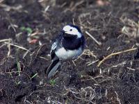 Pied Wagtail2